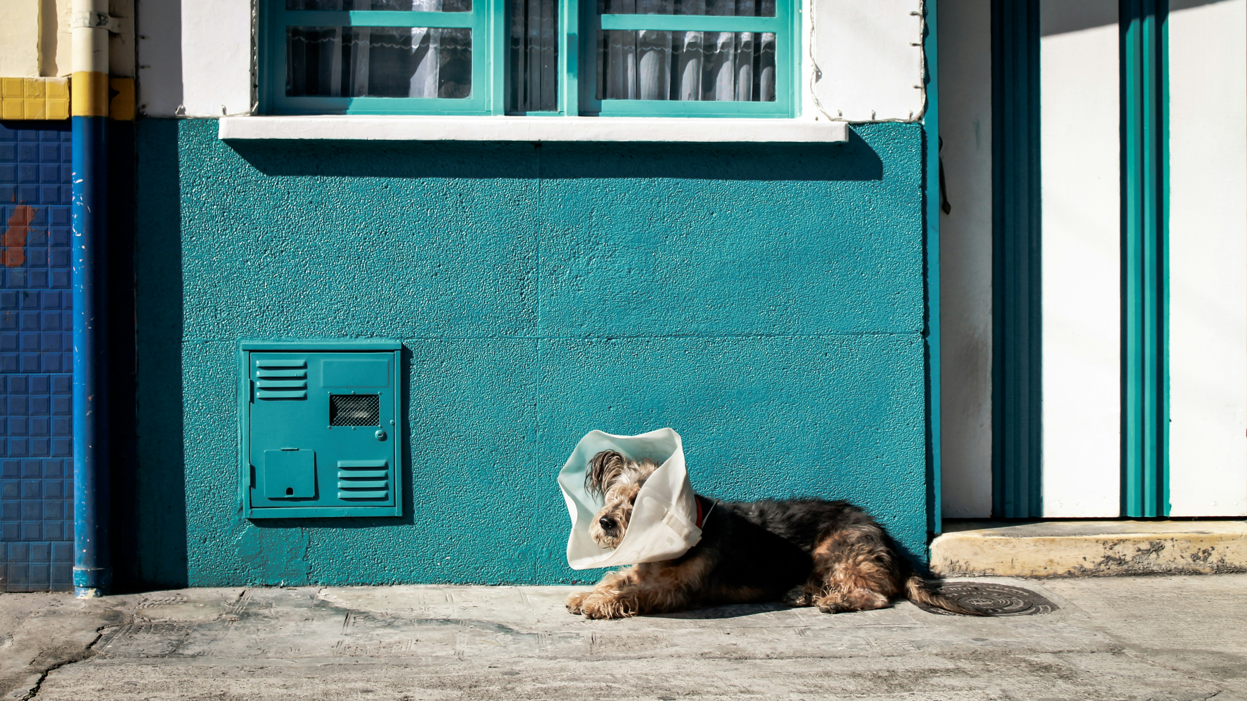 Veterinary consultation