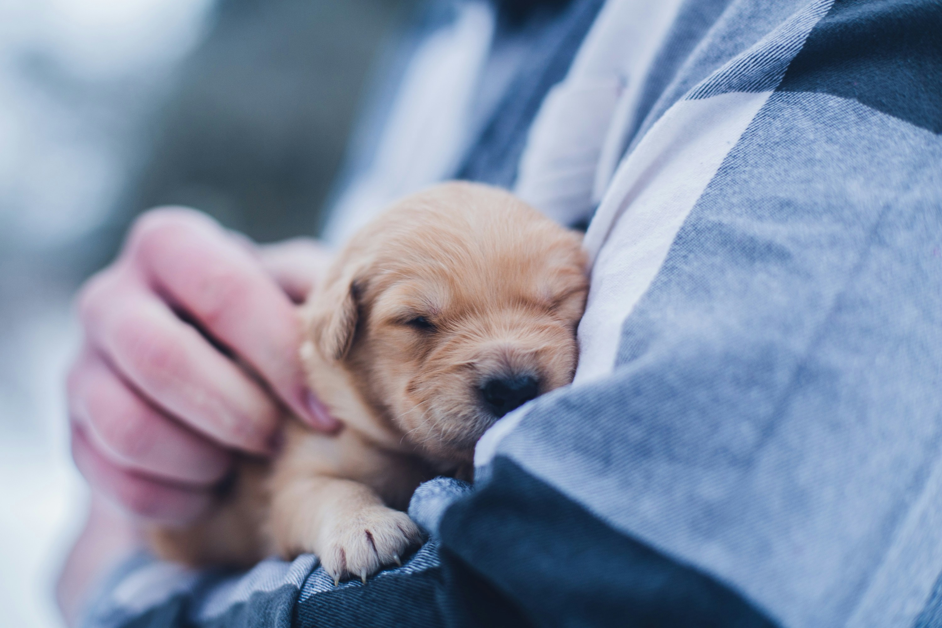 Veterinarian caring for a dog